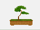 Bonsai Atari Iron