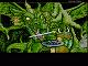 fight atari dracon