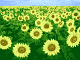 sunflowers atari irgendwer