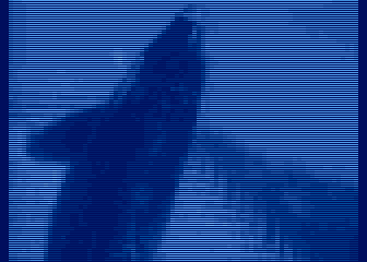 Killer Whales